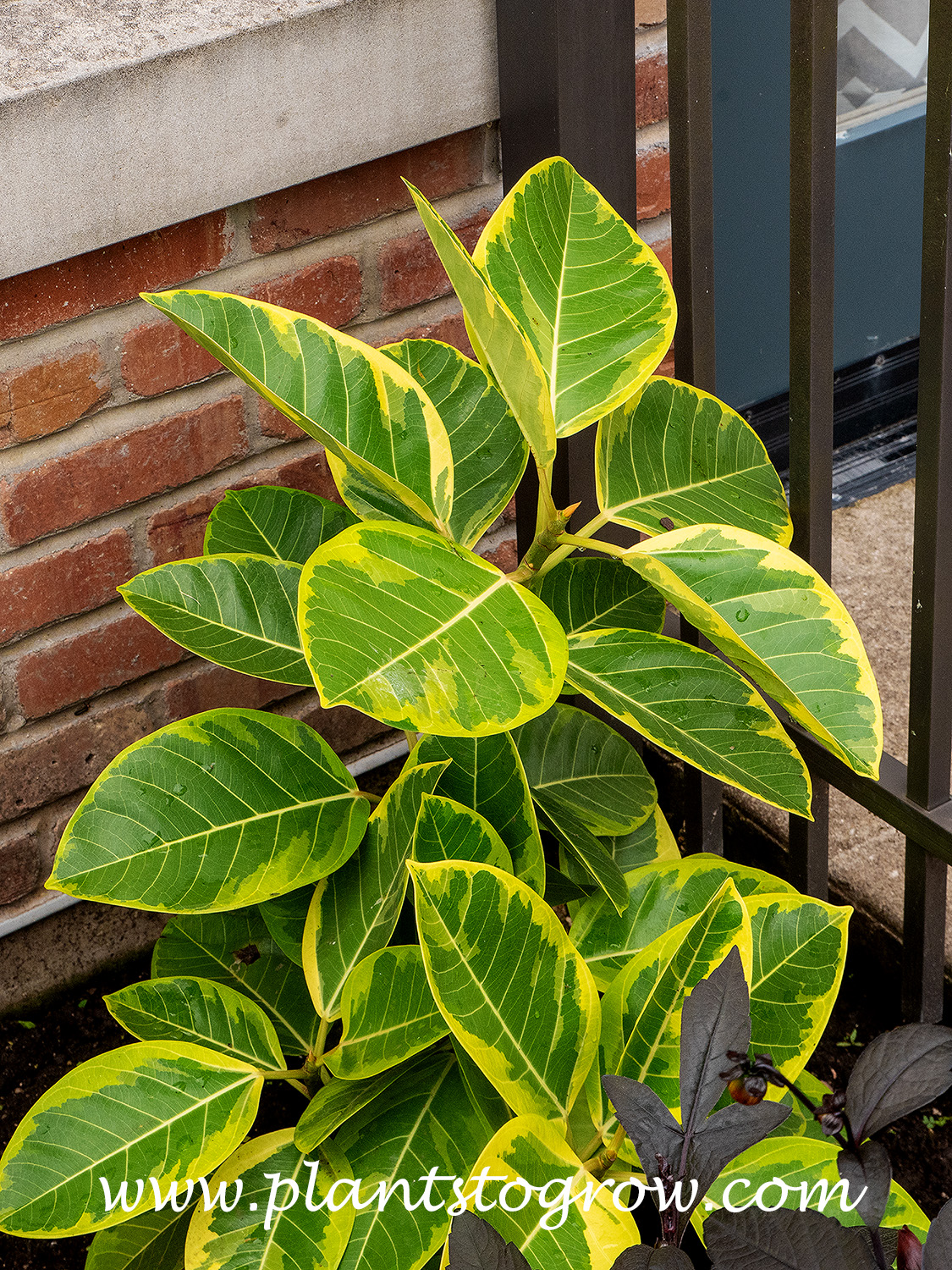 Yellow Gem Rubber Tree (Ficus altissima) 
This plant was growing outside in a shaded area during the summer months. (zone 5)